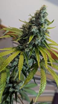Papaya Zoap F1 Fast Version - картинка 3
