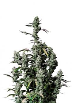 Gorilla Zkittlez Auto fem