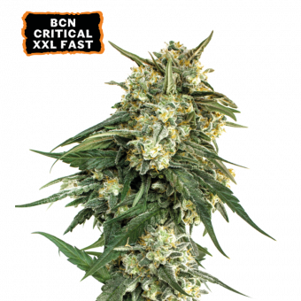 BCN Critical XXL Fast - картинка 1