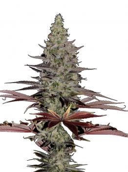 Somango XXL Auto fem