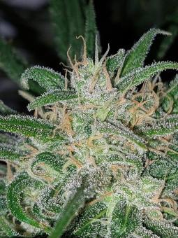 Big Bud Auto - картинка 3