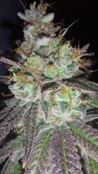 Super Lemon Haze x GMO - картинка 1