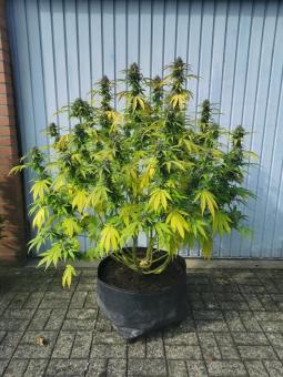 GG4 Sherbet FF - картинка 3