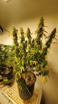 Green Poison XL Auto® - картинка 4