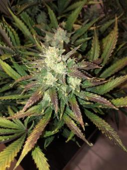 Gorilla Auto (Gorilla Glue Auto) - картинка 8