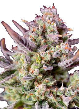 Sweet Zenzation XL Auto
