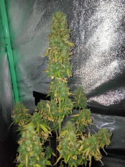Critical Jack Herer Auto - картинка 4