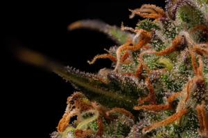 Terp & Tonic Auto
