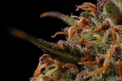 Terp & Tonic Auto - картинка 5