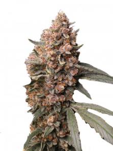 Buddha Red Dwarf Auto