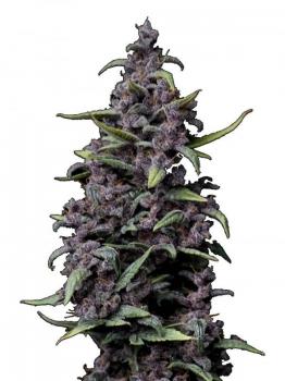LSD-25 Auto fem