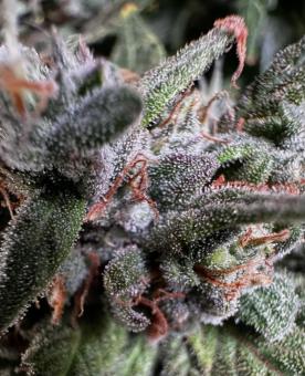 CBD Auto 1:1 (CBD Crack) - картинка 6