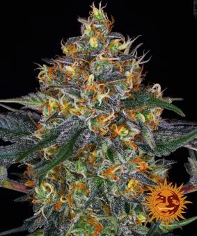 Moby Dick Auto - картинка 2