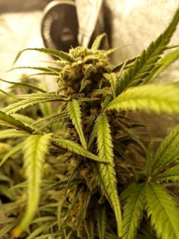 Trainwreck Auto - картинка 3