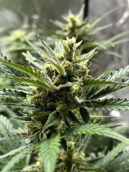 Cream Cookies Auto - картинка 3