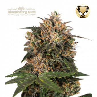 Blackberry Gum - картинка 1