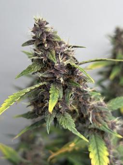 LSD-25 Auto - картинка 4
