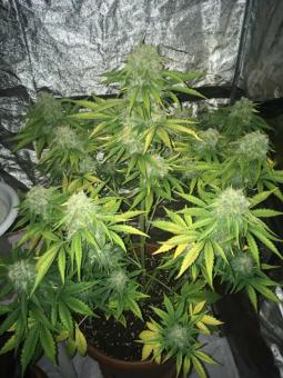 Black AK genetics - картинка 2
