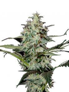 Super Lemon Haze Auto