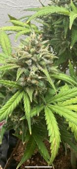 Exodus Cheese - картинка 4