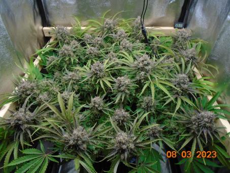 Auto Banana Blaze - картинка 5
