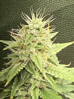 G14 Auto - картинка 1