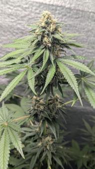 Papaya Zoap F1 Fast Version - картинка 2