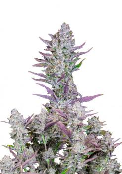 Wedding Glue Auto fem
