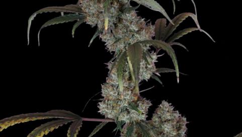West Coast OG x Gelato Auto 41 - картинка 2