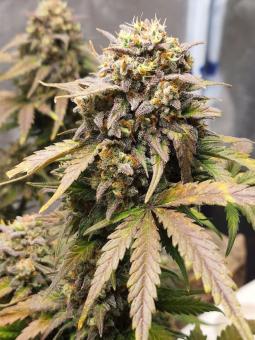 Northern Lights Auto - картинка 2