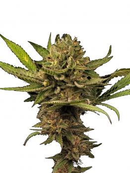Hindu Kush Auto fem