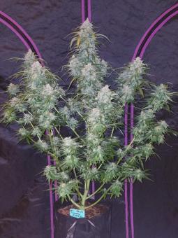 Pineapple Express Auto - картинка 4