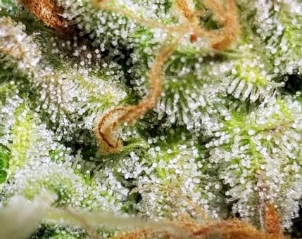 Auto Fresh Candy - картинка 2
