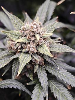 Frostbanger Auto - картинка 3