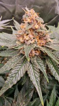 Black Cherry Punch - картинка 1