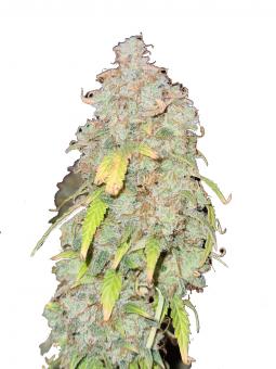 Auto Gorilla autofem (American Strains) - картинка 1