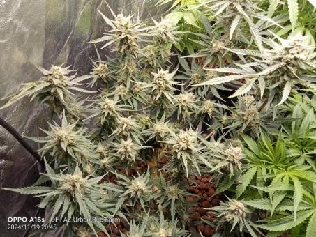 White Widow Auto - картинка 2