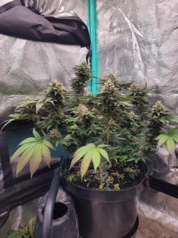 Tropicana Cookies FF - картинка 2