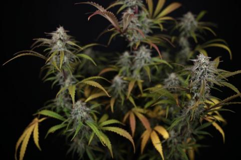HighCloudZ Auto - картинка 3