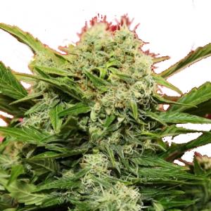 Chronic Ryder BX autoreg