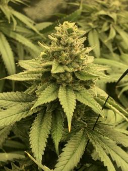 White Widow - картинка 1