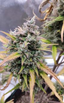 Purple Punch OG XL Auto® - картинка 1