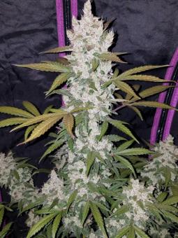 Girl Scout Cookies Auto - картинка 3