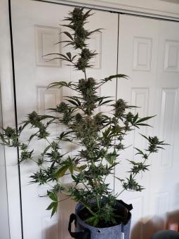 Total Cheese Auto - картинка 8