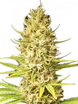 Cali Crasher fem