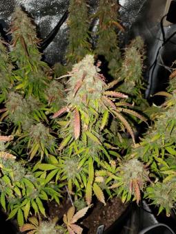 Cream Cookies Auto - картинка 3