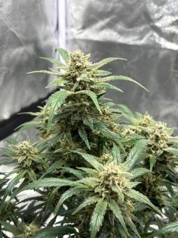 Purple - картинка 1