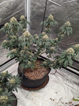 Bubba Kush - картинка 4