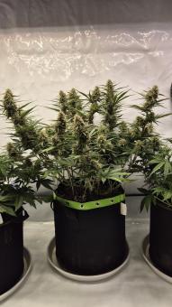 Papaya Zoap Auto - картинка 2