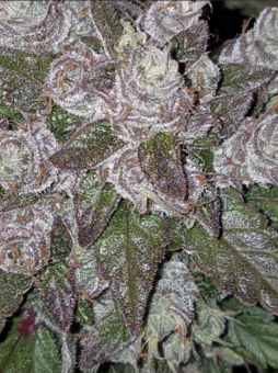 Girl Scout Cookies Auto - картинка 7
